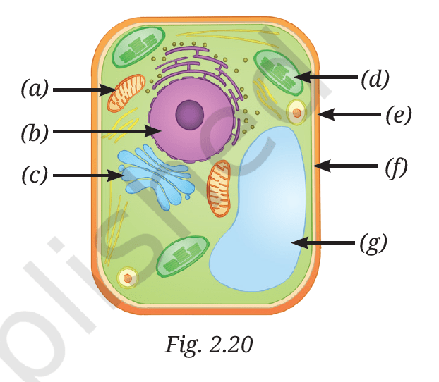 Cell The Building Block of Life NCERT Exercise Class 9