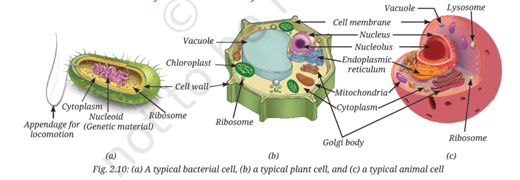 Cell The Building Block of Life NCERT Exercise Class 9